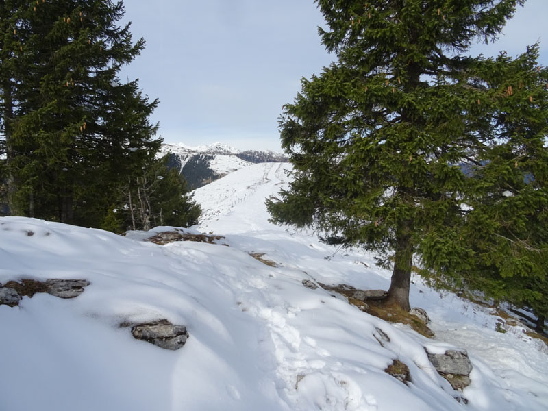 bruco di Arctia villica - Erebidae Arctiinae